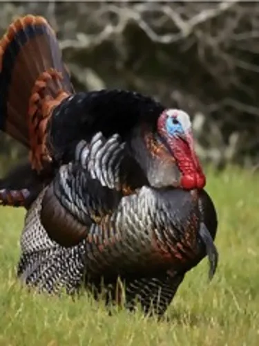 FROZEN THANKSGIVING FEAST