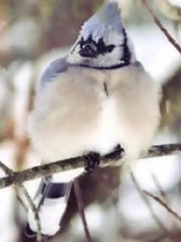 Foretold Fallow and Fall